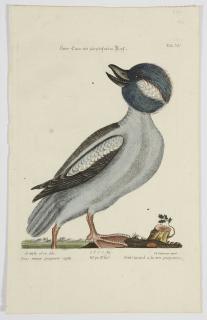 Appraisal: After Mark Catesby British - Buffle head Duck T XC