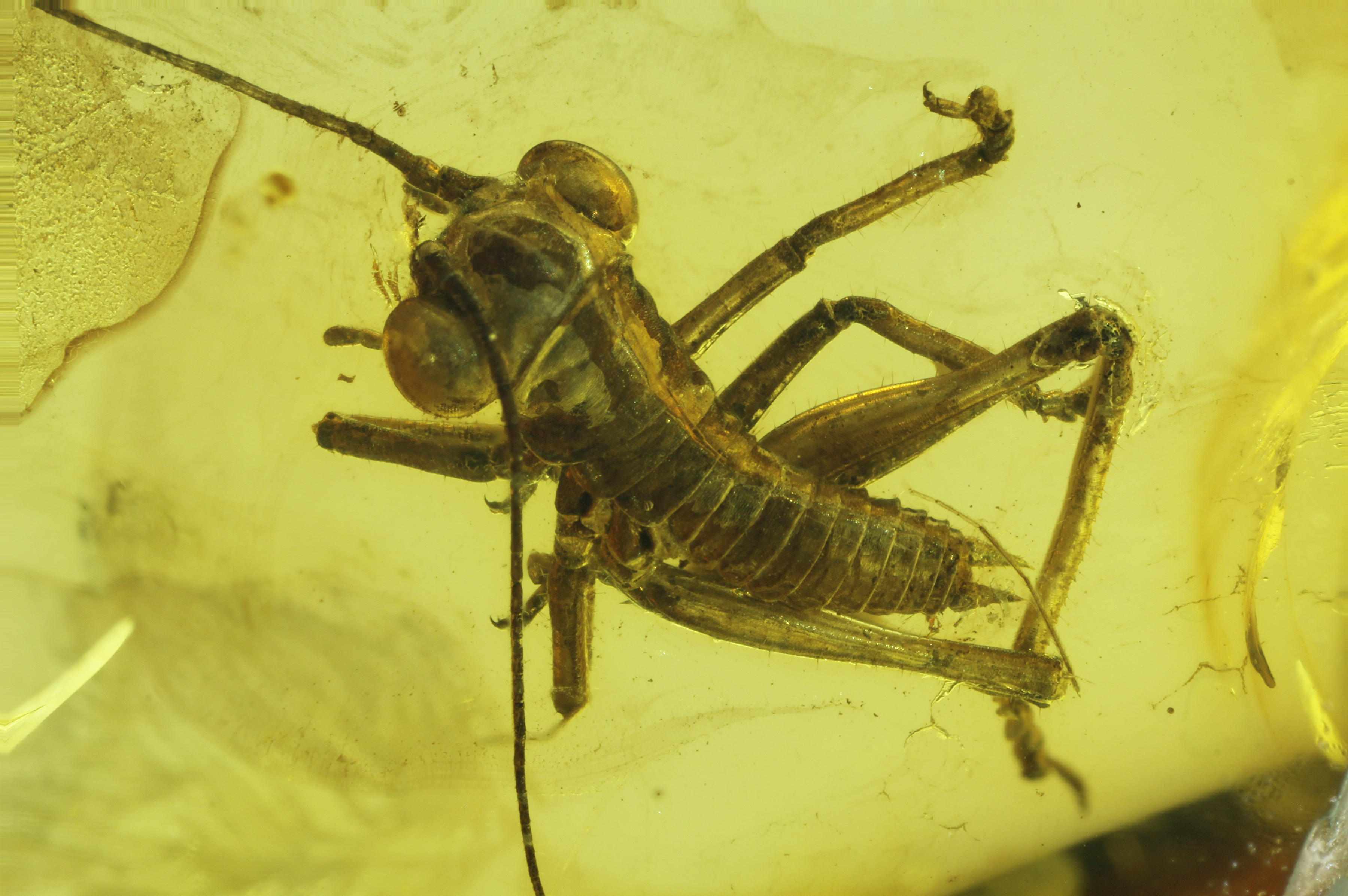 Appraisal: Without Reserve Superb Cricket in Baltic Amber Orthoptera Family GryllidaeEoceneSamland