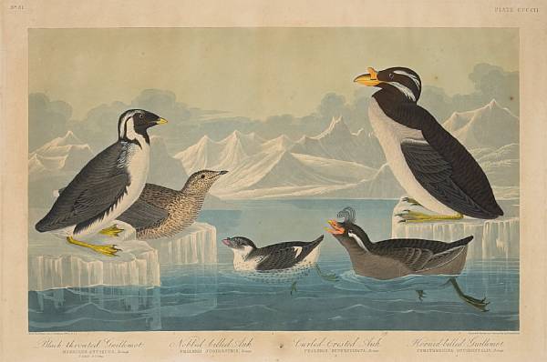 Appraisal: After John James Audubon American - Black-throated Guillemot Noble-billed Auk