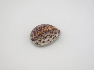 Appraisal: A George III IV nickel mounted cowrie shell snuff box