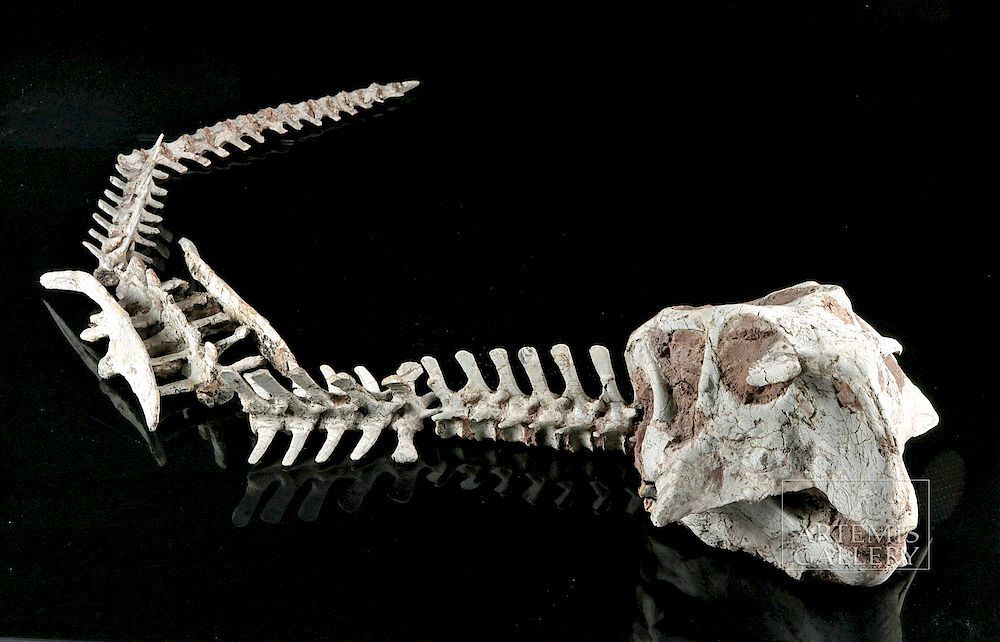 Appraisal: Near-Complete Psittacosaurus Dinosaur Skeleton Central Eastern Asia Early Cretaceous ca