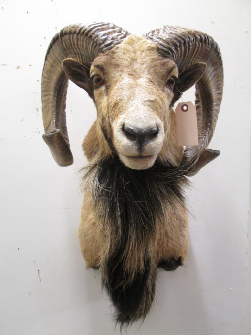 Appraisal: TAXIDERMY HEAD SHOULDER MOUNT Corsican Sheep ram with horns Ashland