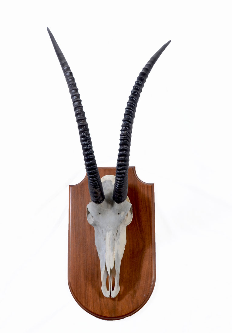 Appraisal: AFRICAN SABLE HORN SKULL TAXIDERMY MOUNT Affixed to skull and