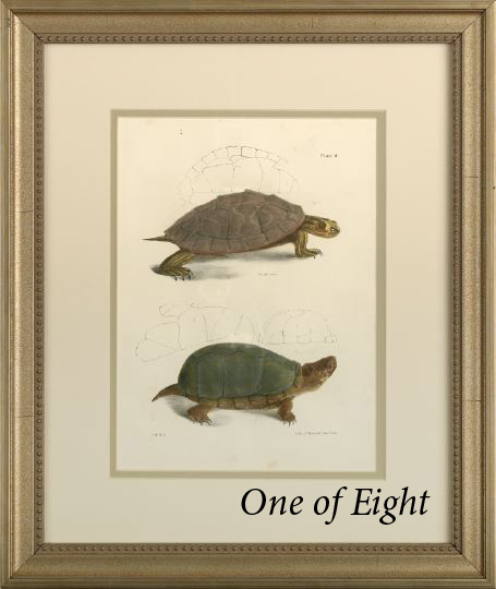 Appraisal: American School Second Quarter th Century Turtles suite of eight