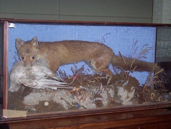 Appraisal: A stuffed fox carrying a seagull in its mouth within