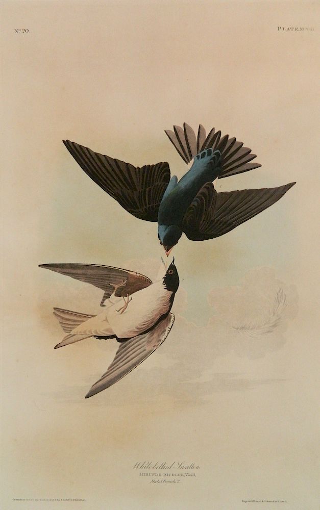 Appraisal: after John J Audubon engraving after John J Audubon American