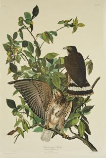 Appraisal: John James Audubon - Broad-winged Hawk No Plate Amsterdam edition