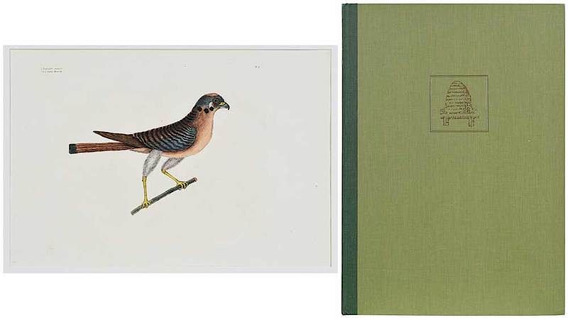 Appraisal: Mark Catesby British - Accipator minor T from The Natural