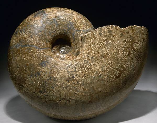 Appraisal: Massive Ammonite Pachydiscus catarinae Cretaceous Baja Mexico Stunningly well defined