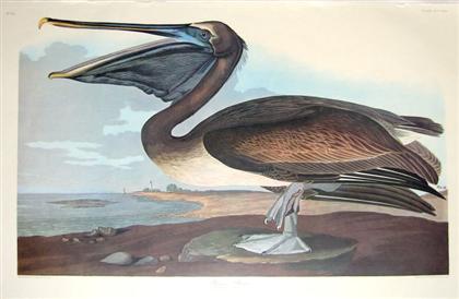 Appraisal: pieces Color Prints Birds Audubon John James Brown Pelican Great