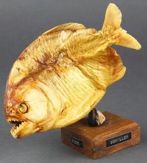 Appraisal: Taxidermy example of a Piranha found throughout the Amazon mounted