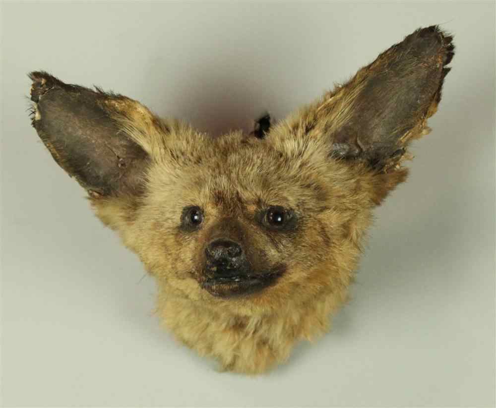 Appraisal: EAST AFRICAN BAT EARED FOX TAXIDERMY HEAD MOUNT JONAS BROS