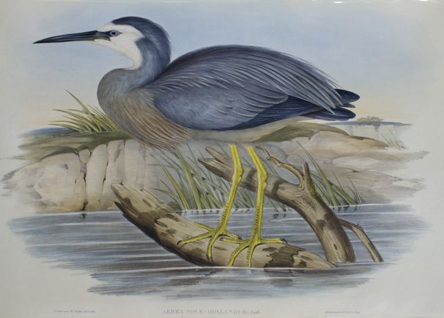 Appraisal: White-fronted Heron Ardea Novae-Hollandiae