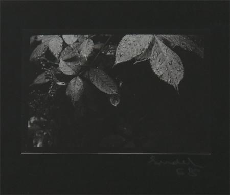 Appraisal: SUDEK JOSEF - Untitled Leaves with Dewdrops Estimate -