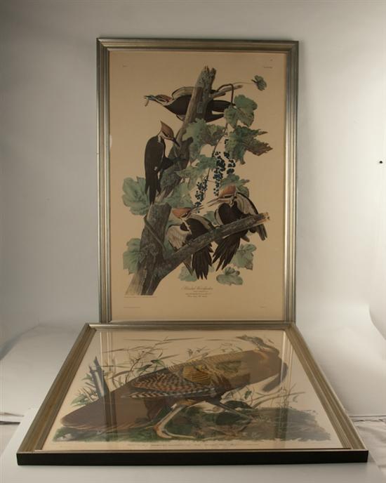 Appraisal: Audubon th C Wild Turkey and Pileated Woodpecker prints on