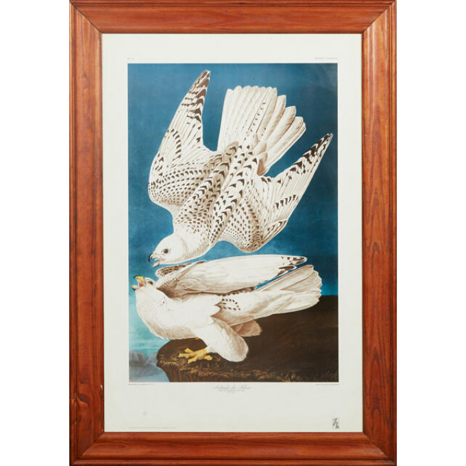 Appraisal: John James Audubon - Iceland or Jer Falcon No Plate