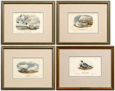 Appraisal: Four Audubon Royal Octavo prints Plate White Winged Silvery Gull