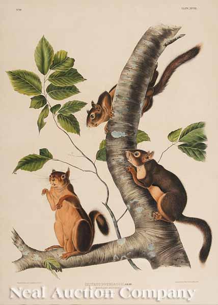 Appraisal: After John James Audubon American - Sciurus Douglassii Gray Douglass