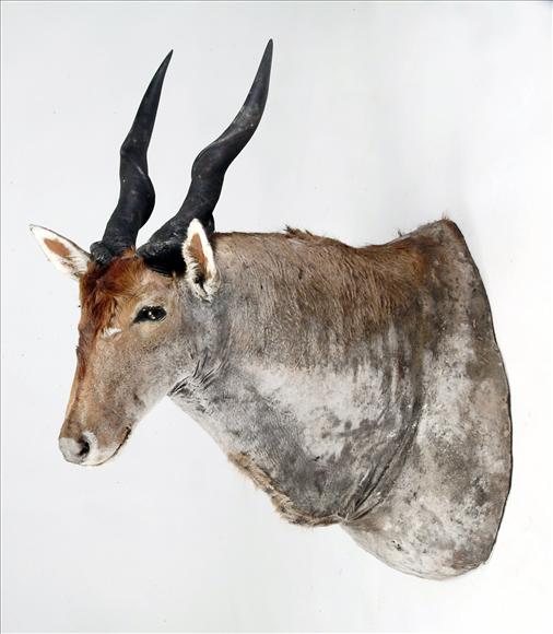 Appraisal: A shoulder-mount of an Eland cm in length