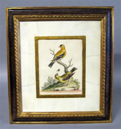 Appraisal: Four English hand colored ornithological engravings george edwards london Framed