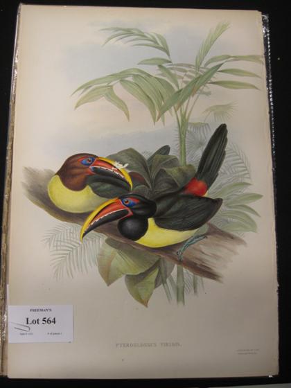 Appraisal: piece Hand-Colored Lithograph Gould J E Green Aracari London ca