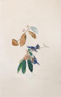 Appraisal: Print John James Audubon John James Audubon American - Cerulean