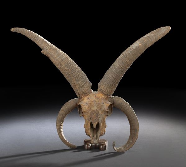 Appraisal: Four-Horned Ram Skull lacking the mandible the upper jaw lacking