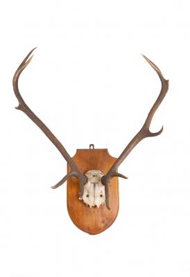 Appraisal: A pair of antlers mounted on a shield cm high