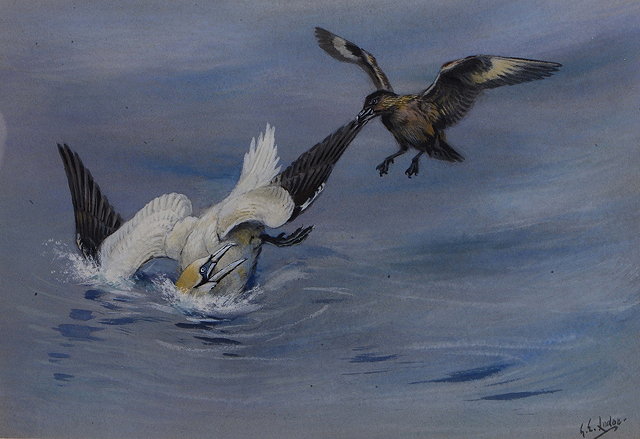 Appraisal: GEORGE EDWARD LODGE - Gannet and Skua signed watercolour with