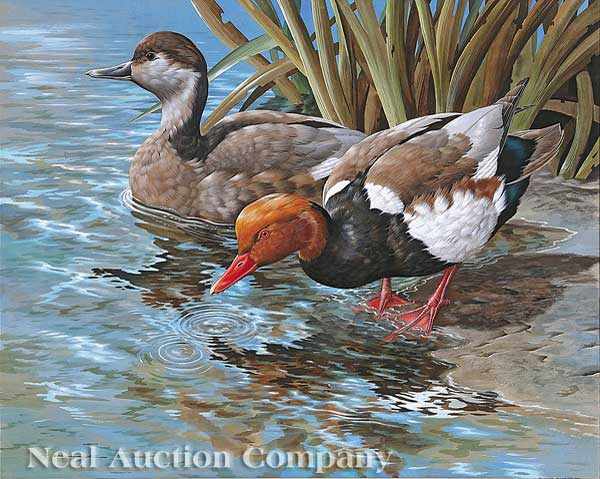 Appraisal: Basil Ede English b Red Crested Pochard watercolor on paper