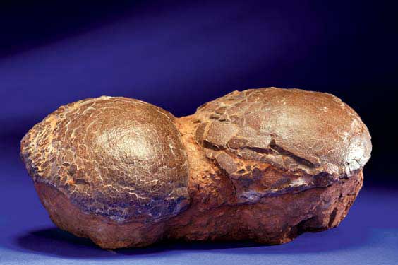 Appraisal: CLUTCH OF TWO DINOSAUR EGGS People's Republic of China Two