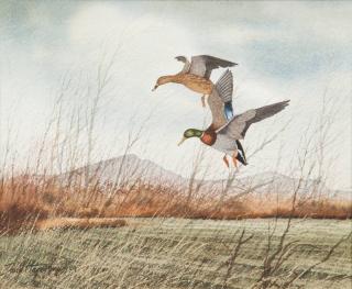 Appraisal: David Hagerbaumer Mallard Pairsigned David Hagerbaumer lower leftwatercolor by in