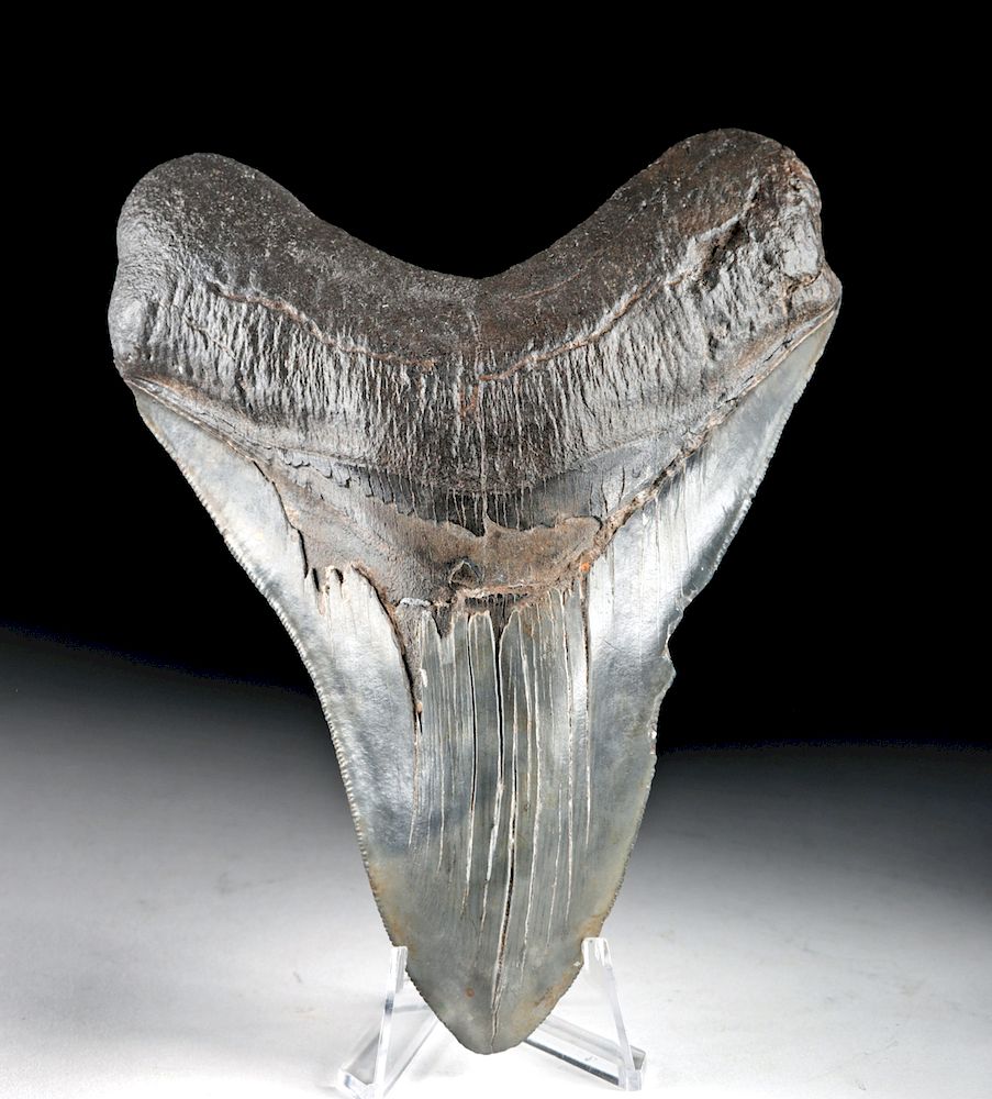 Appraisal: Large Atlantic Fossilized Megalodon Tooth Ancient seas found in South