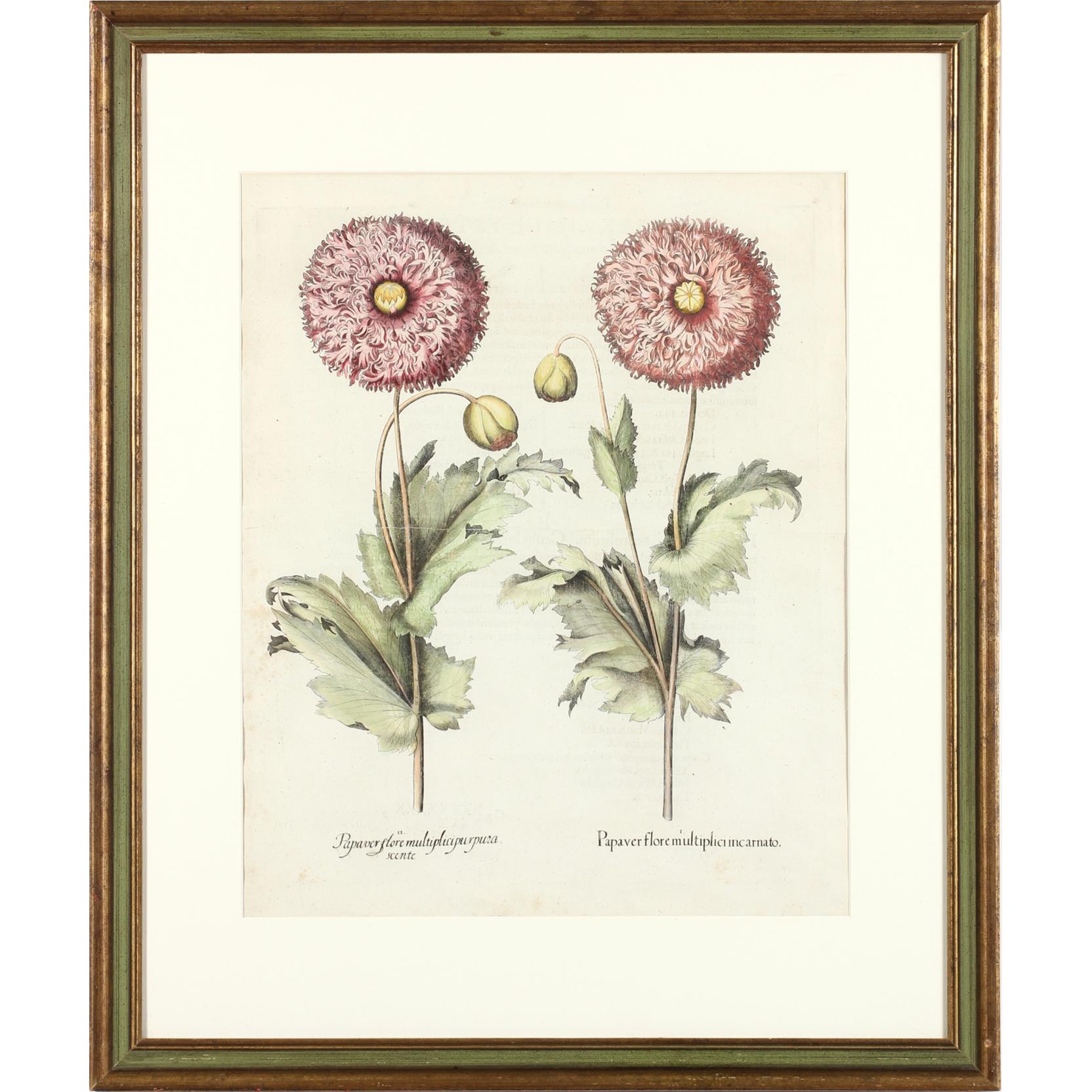 Appraisal: Antique Botanical Engraving by Basilius Besler - likely from the