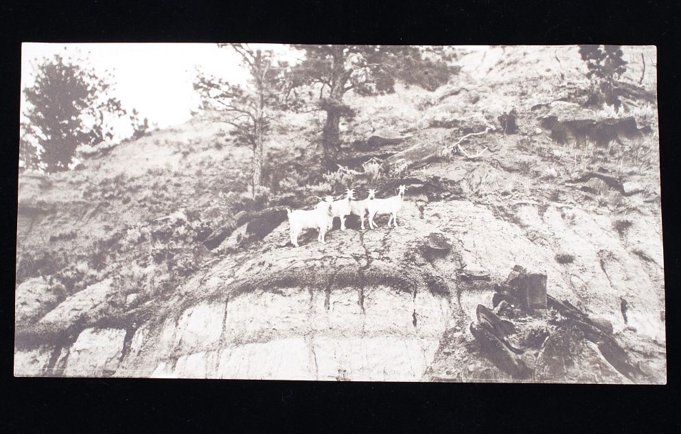 Appraisal: L A Huffman Mountain Goat Collatype Photo Available in this