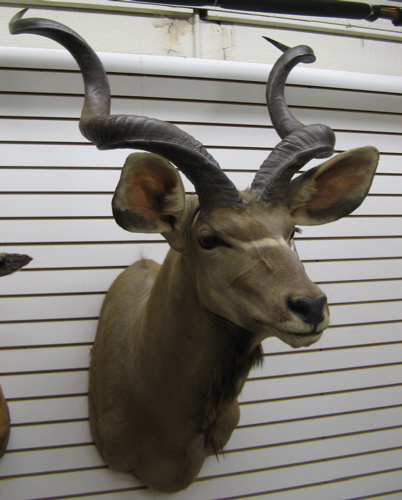 Appraisal: GREATER KUDU tragelaphus strepsiceros trophy head mount having twin screw-like