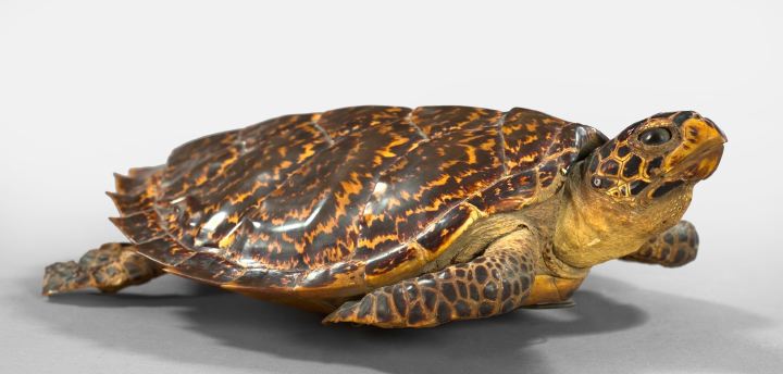 Appraisal: Taxidermy Figure of a Sea Turtle first quarter th century