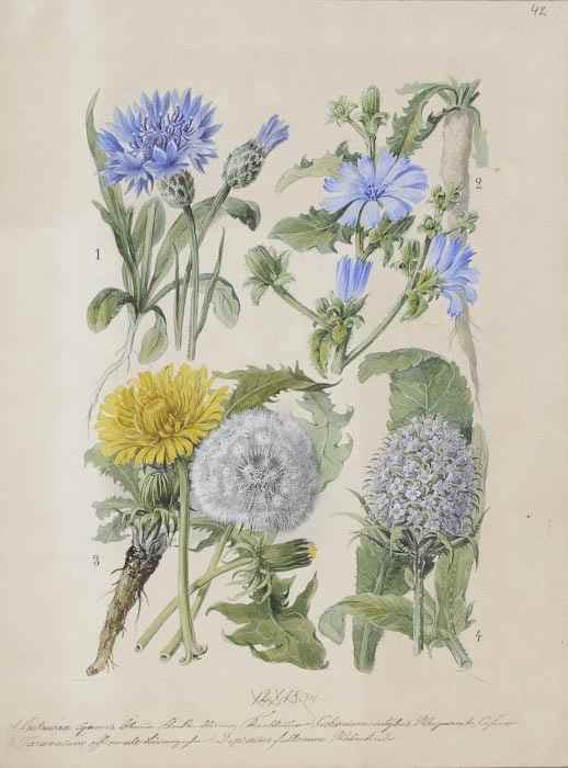 Appraisal: Soltau Hermann Wilhelm A group of original botanical illustrations watercolour