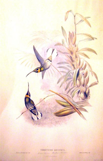 Appraisal: pieces Hand-Colored Lithographs Gould John Richter H C Hummingbirds Damophila