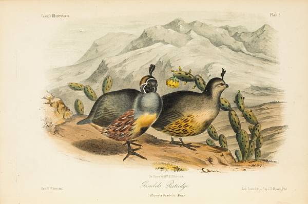 Appraisal: CASSIN JOHN - Illustrations of the Birds of California Texas