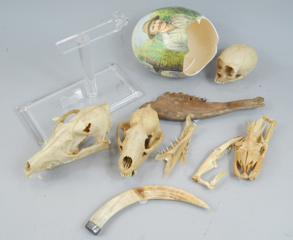 Appraisal: A collection of bones and skull to include badger a