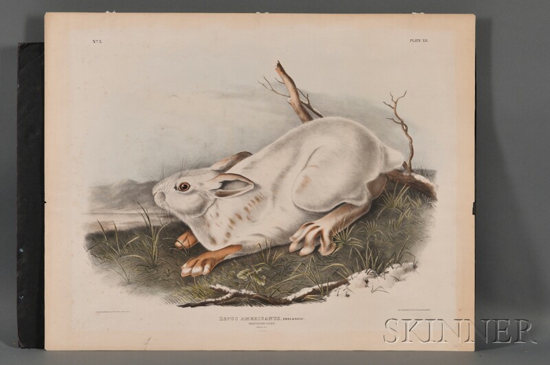 Appraisal: Audubon John James - Northern Hare Lepus Americanus plate XII