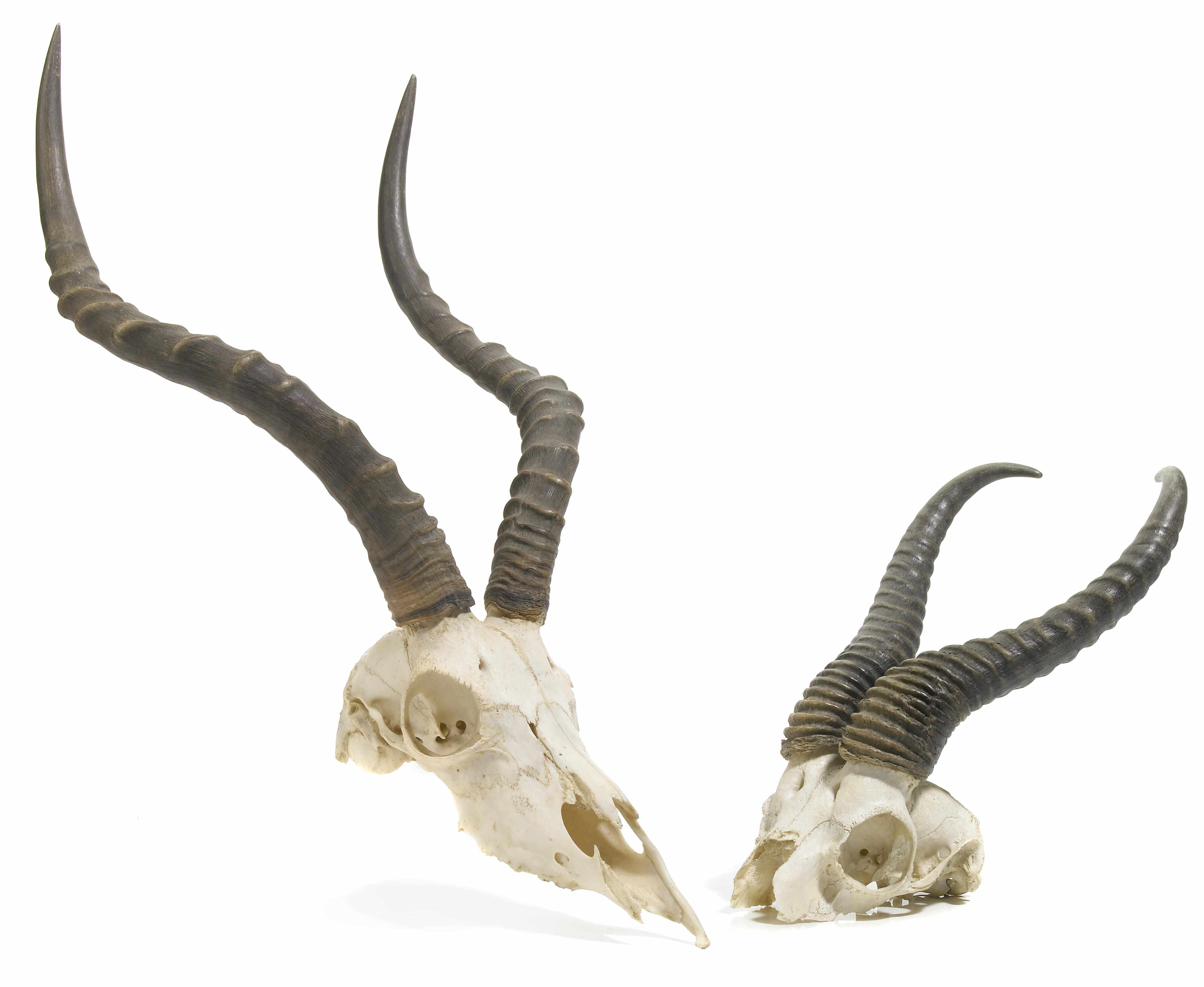 Appraisal: Two Skull Trophies Kobus sp length of largest in