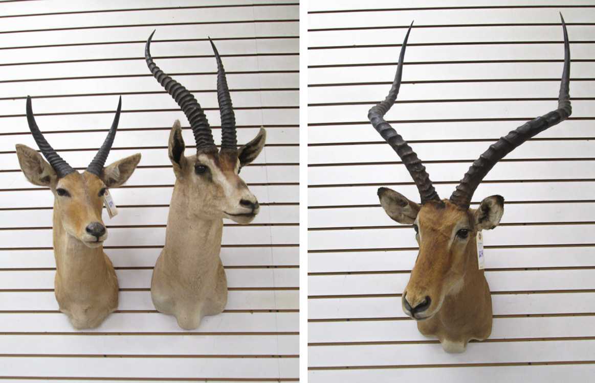 Appraisal: THREE AFRICAN ANTELOPE TAXIDERMY MOUNTS Grant's gazelle Bright's gazelle subspecies