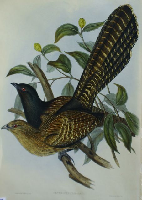 Appraisal: Pheasant Cuckoo Centropus Phasianus