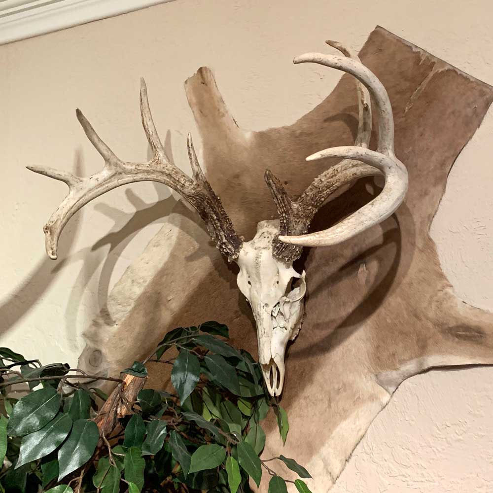 Appraisal: SKULL WITH HORNS MOUNT Elk skull and horn wall mount