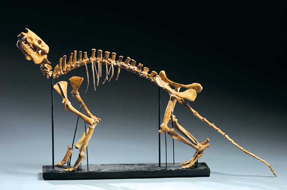 Appraisal: MOUNTED OREODONT SKELETON Merycoidon culbertsoni Oligocene Brule Formation Douglas Ranch