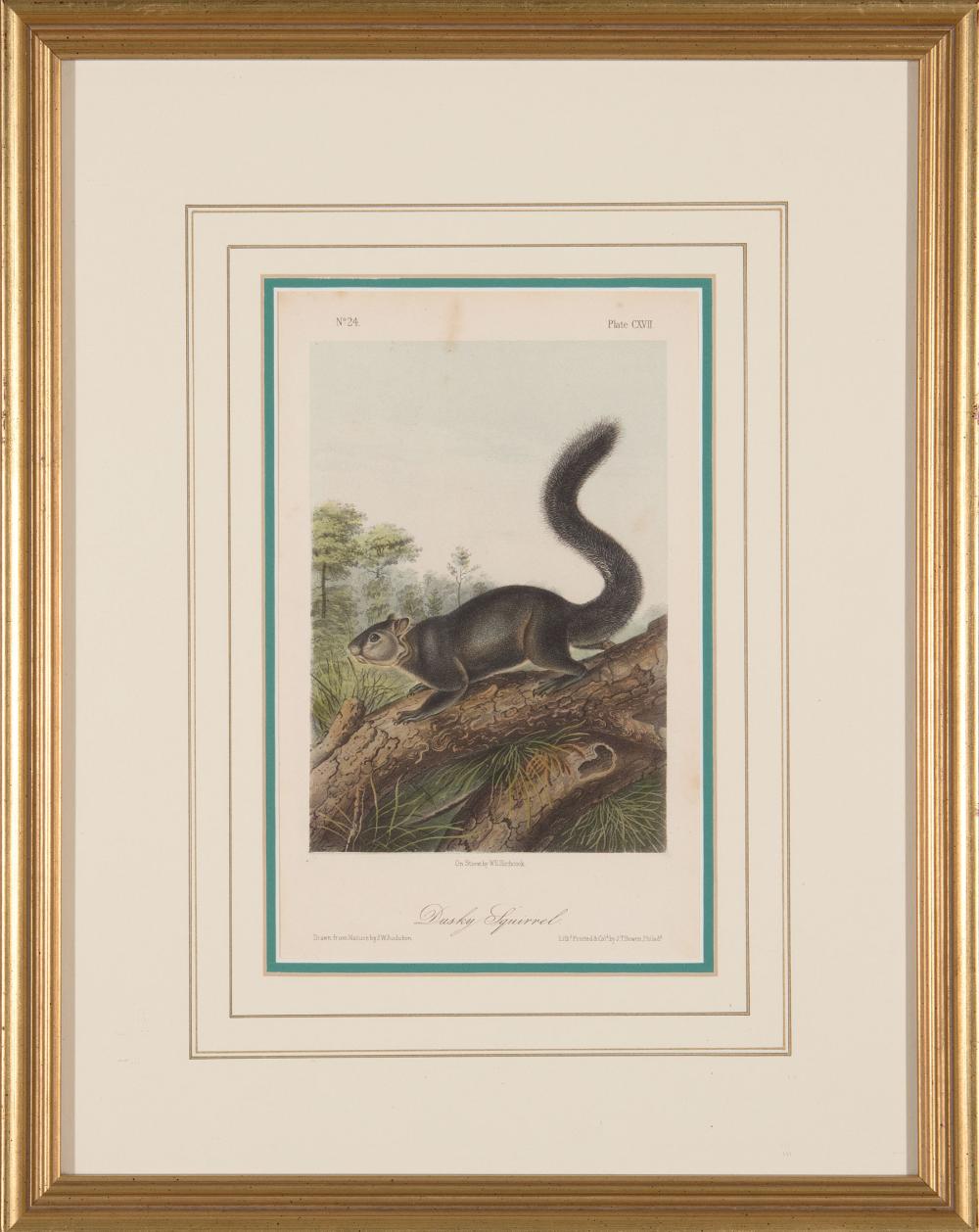 Appraisal: John James Audubon American - Large Tailed Skunk Dusky Squirrel