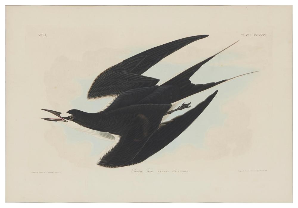 Appraisal: After John James Audubon - French American Sooty Tern Plate