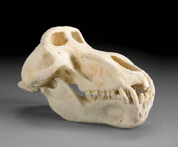 Appraisal: Large Chacma Baboon Skull Papio ursinus South Africa Chacma Baboons